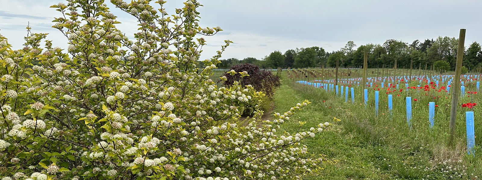 header with white flowering shrubs, wild flowers, vines and forest