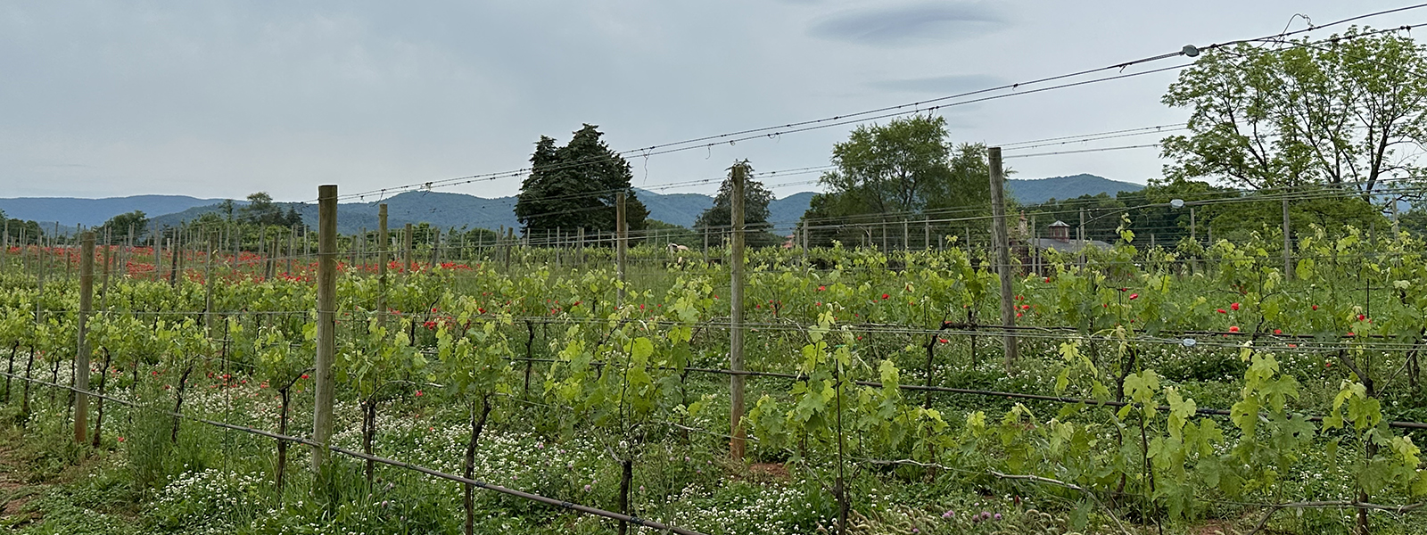 header mountains and vineyard