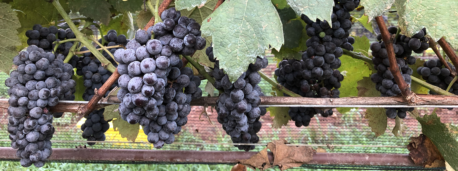 header grapevines