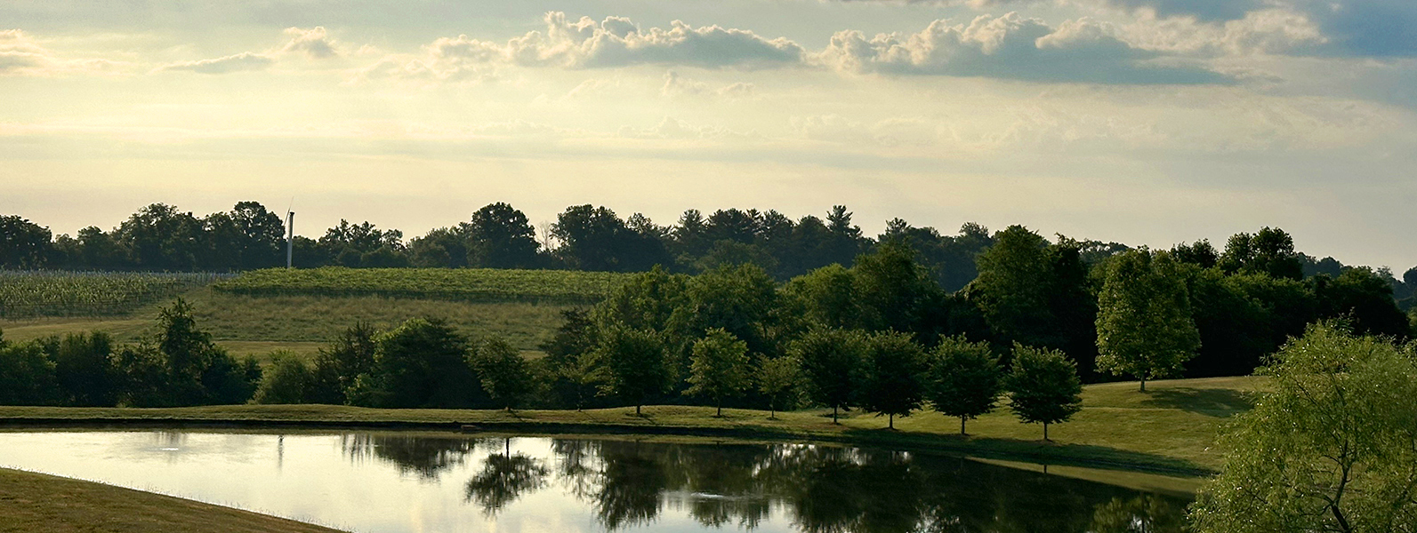 Vineyard lake